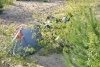 DSC_7766.JPG